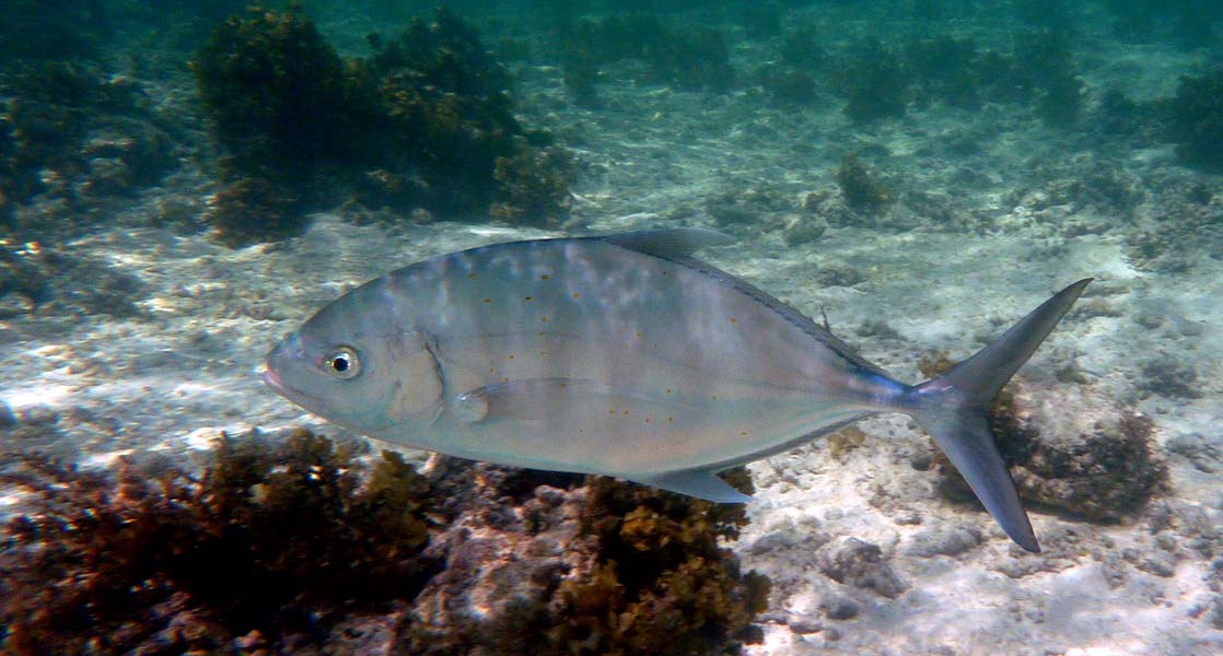 Seychellen-Unterwasser (80)
