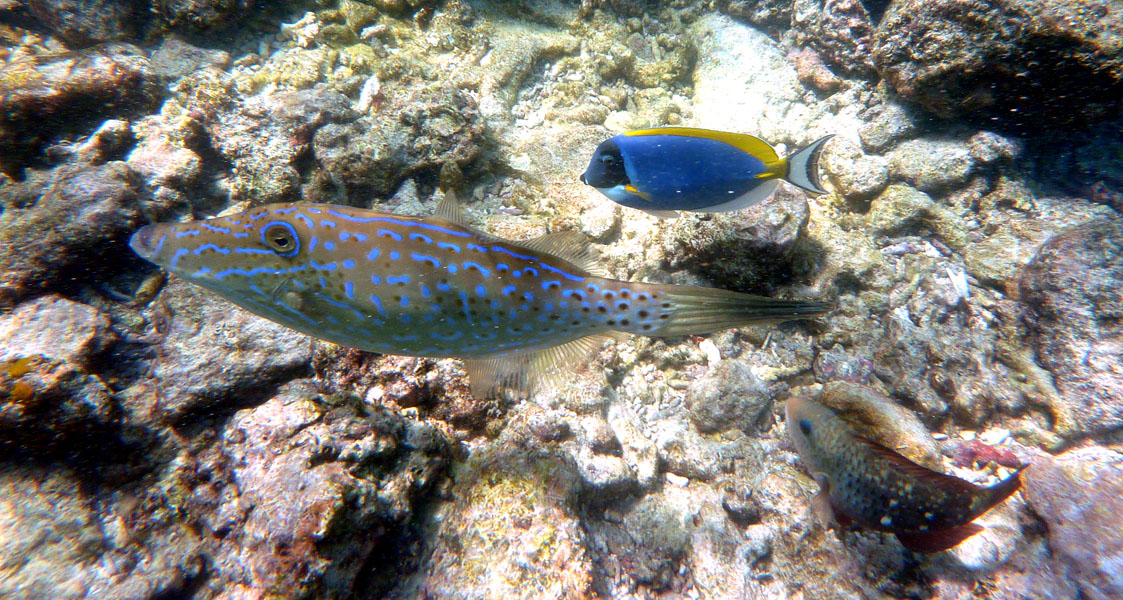 Seychellen-Unterwasser (81)