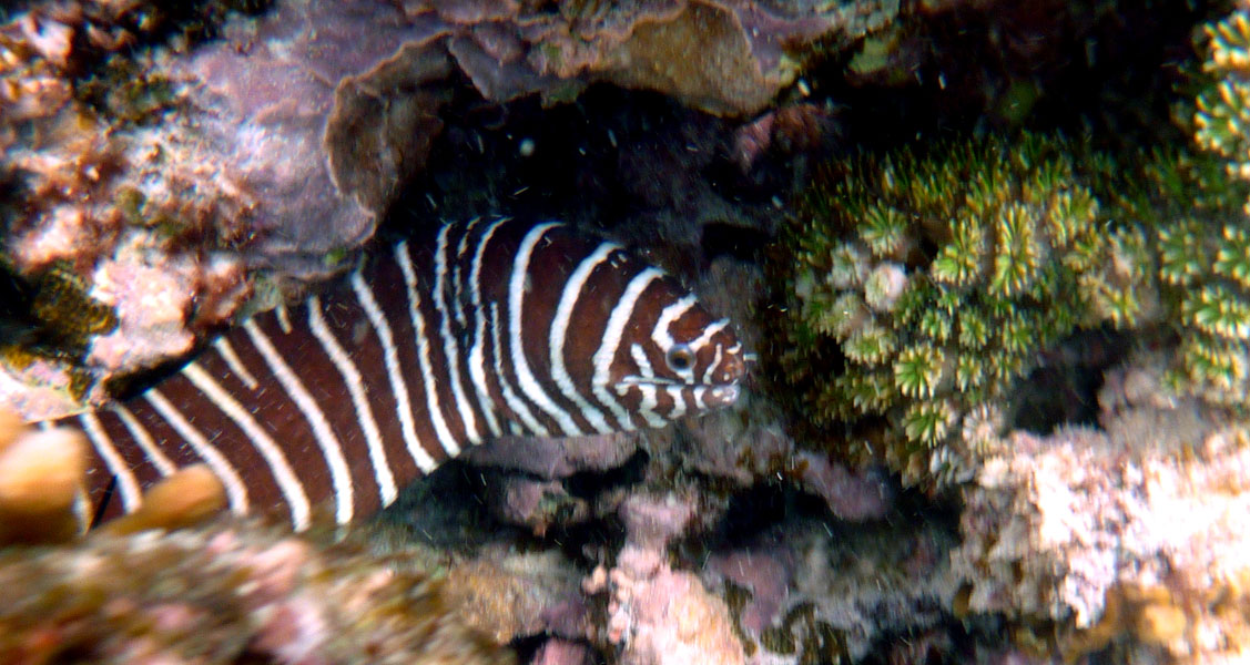 Seychellen-Unterwasser (82)