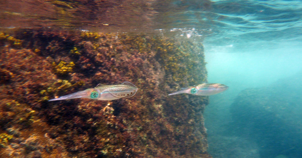 Seychellen-Unterwasser (83)