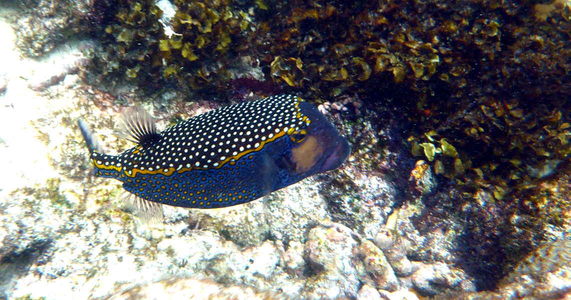 Seychellen-Unterwasser (84)