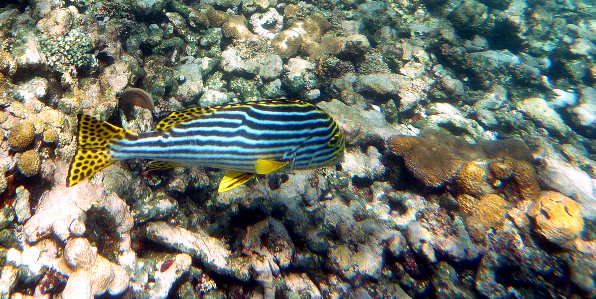 Seychellen-Unterwasser (86)