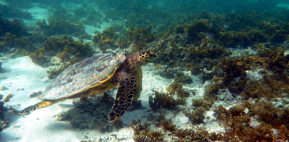 Seychellen-Unterwasser (89)