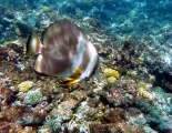 Seychellen-Unterwasser (11)