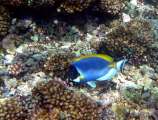 Seychellen-Unterwasser (12)