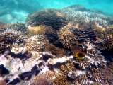Seychellen-Unterwasser (14)