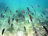 Seychellen-Unterwasser (20)