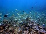 Seychellen-Unterwasser (23)