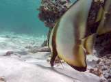 Seychellen-Unterwasser (30)
