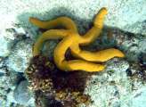 Seychellen-Unterwasser (31)