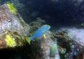 Seychellen-Unterwasser (37)