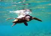 Seychellen-Unterwasser (38)