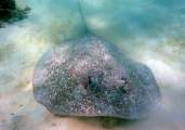 Seychellen-Unterwasser (39)