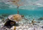 Seychellen-Unterwasser (40)
