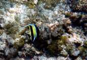 Seychellen-Unterwasser (41)
