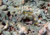 Seychellen-Unterwasser (42)