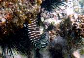 Seychellen-Unterwasser (43)