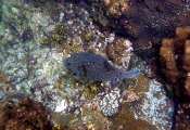Seychellen-Unterwasser (44)