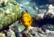Seychellen-Unterwasser (45)