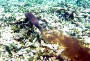 Seychellen-Unterwasser (47)