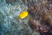 Seychellen-Unterwasser (48)