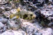 Seychellen-Unterwasser (49)