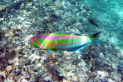 Seychellen-Unterwasser (50)