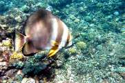 Seychellen-Unterwasser (52)