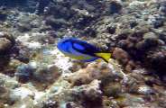 Seychellen-Unterwasser (53)