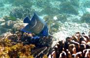 Seychellen-Unterwasser (54)