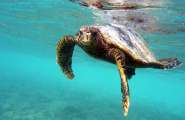Seychellen-Unterwasser (56)