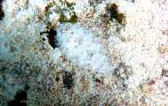 Seychellen-Unterwasser (57)