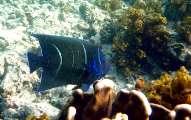 Seychellen-Unterwasser (58)