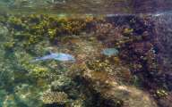 Seychellen-Unterwasser (59)