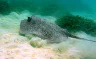 Seychellen-Unterwasser (60)