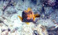 Seychellen-Unterwasser (61)