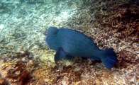 Seychellen-Unterwasser (63)