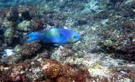 Seychellen-Unterwasser (64)
