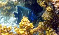 Seychellen-Unterwasser (66)