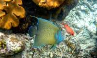 Seychellen-Unterwasser (67)