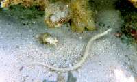 Seychellen-Unterwasser (69)