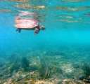 Seychellen-Unterwasser (7)