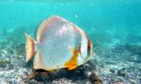 Seychellen-Unterwasser (70)