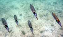 Seychellen-Unterwasser (71)