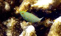 Seychellen-Unterwasser (72)