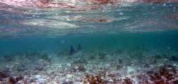 Seychellen-Unterwasser (91)