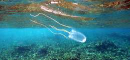 Seychellen-Unterwasser (92)