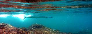 Seychellen-Unterwasser (95)