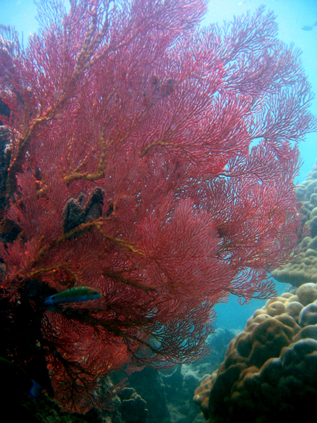 Thailand-Unterwasser (3)